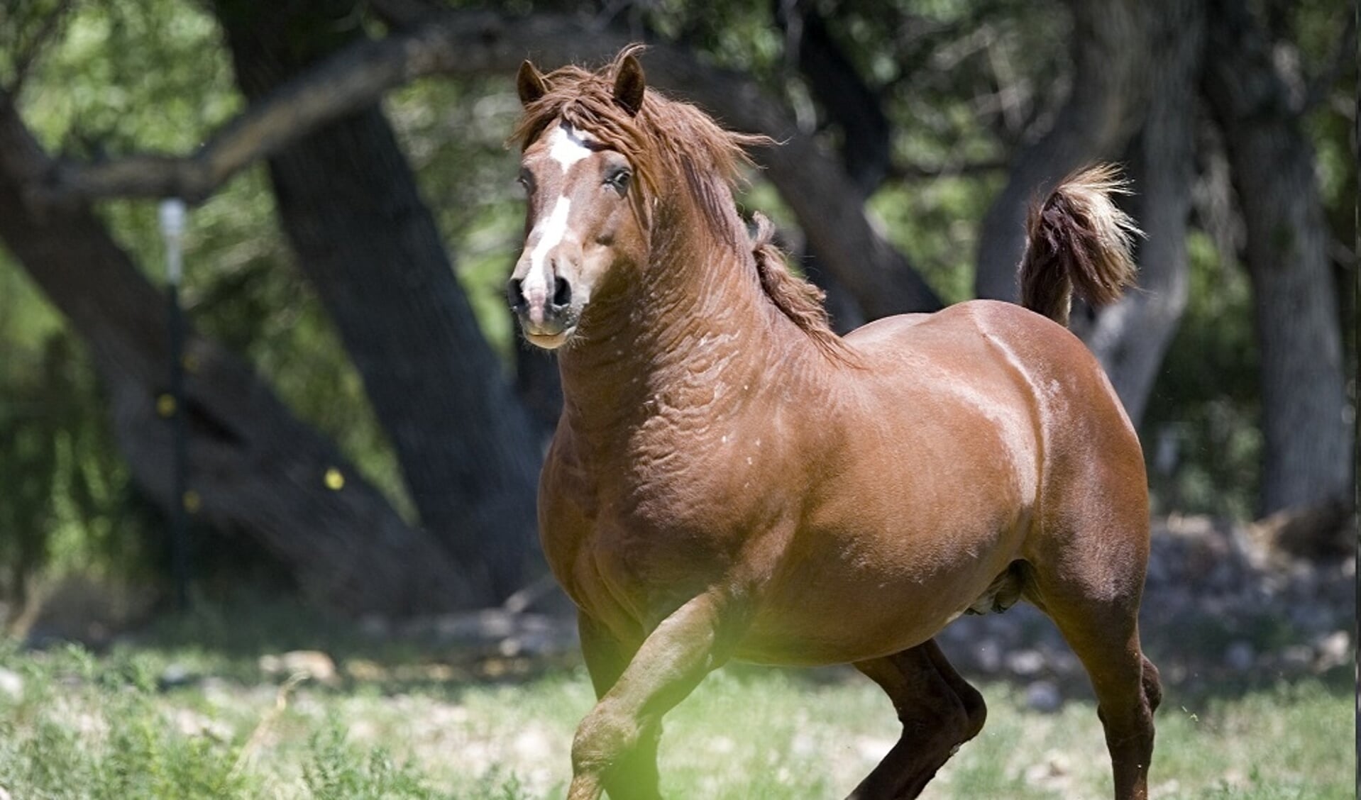 Hoe zwaar is mijn paard? Mensport