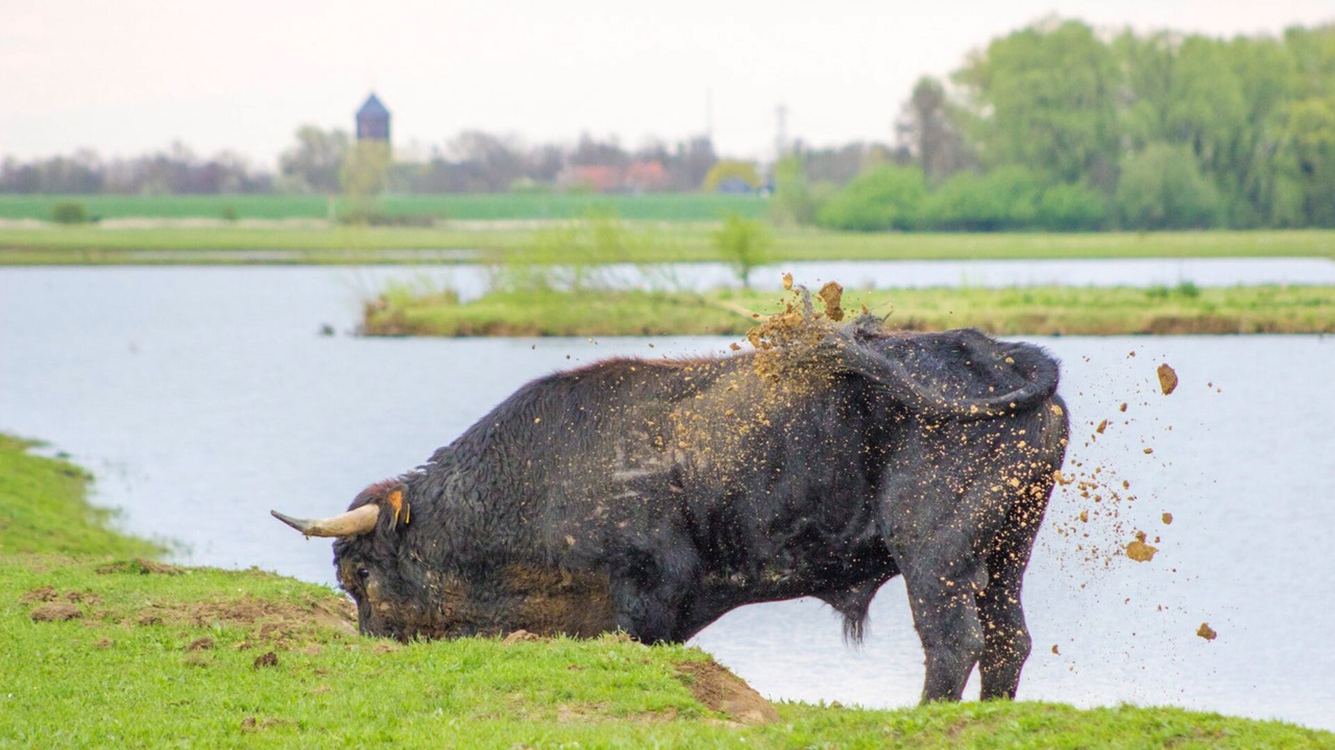 Struinwandeling door uiterwaarden Keent