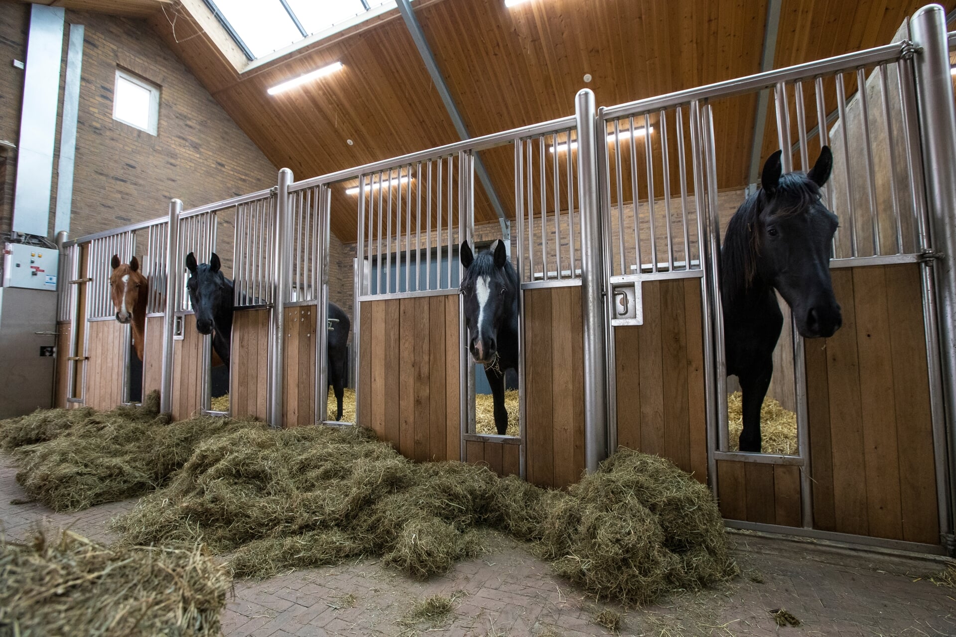 Droes en nu? - Het onafhankelijke paarden(sport)medium