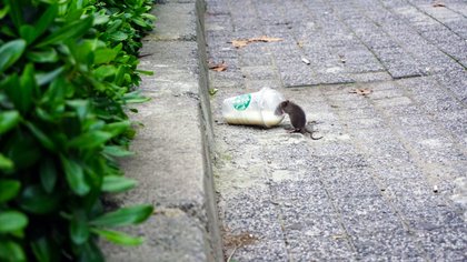 CDA IJsselstein eist aanpak rattenplaag Griekenlandweg 