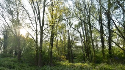 Ooibos in Krimpen aan de Lek gaat over naar Zuid-Hollands Landschap