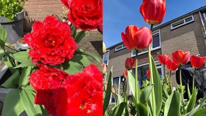 Bloembollenactie in september komt nu tot bloei