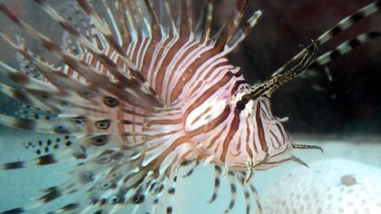 Succes bij bestrijding lionfish onthult pijnlijke blinde vlek in rifbeheer