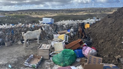 Dioxinewaarden in geiten bij vuilstort Bonaire tot bijna negen keer boven norm