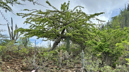 Droge bossen op Bonaire herstellen als geiten minder vrij spel hebben