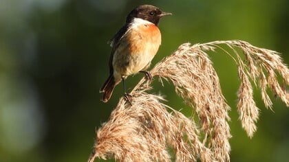 Natuurfoto: roodborsttapuiten