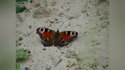 Schijndelse natuur in volle bloei