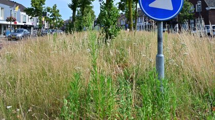Groenbeleid gemeente verzorgd of verwilderd?