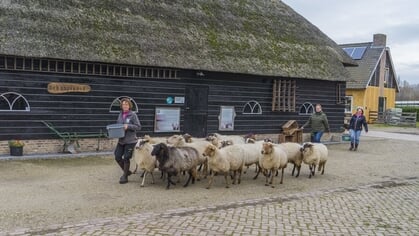 Al in de winter lammetjes bij de Schaapskooi: ‘Een klein foutje, grote gevolgen’