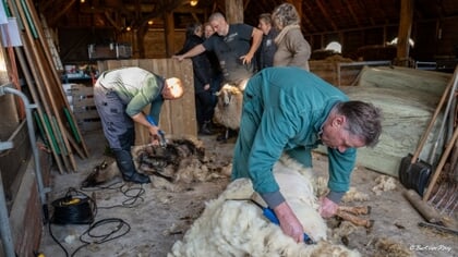 Schapen succesvol geschoren bij de schaapskooi