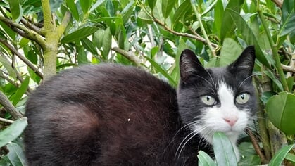 Dier van de Week: asielkat Molly