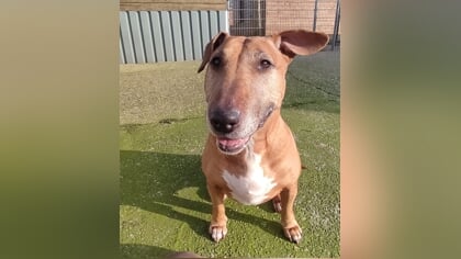 Dier van de week: Ona