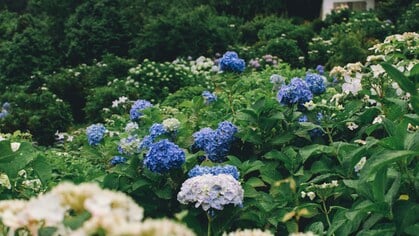 Dit is de beste tijd om je hortensia te snoeien