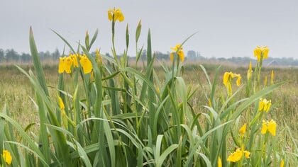 Vaartocht door het Ilperveld met de focus op voorjaarsbloemen