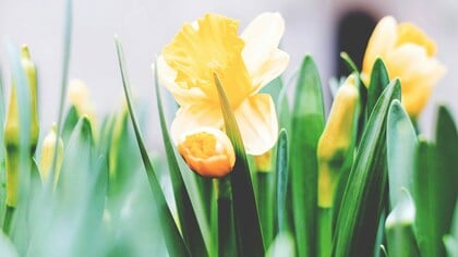Dit zijn de weersvoorspellingen voor Pasen 2025 in Oostzaan: kans op regen