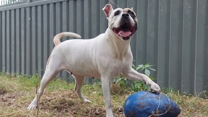 Dier van de week: Lola