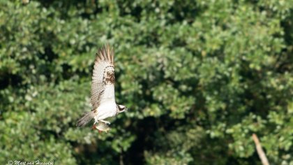 Natuurfoto: Visarend nog nét voor vertrek op de foto