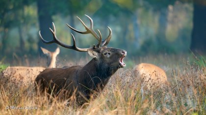 Natuurfoto: burlende herten in Het Groene Woud