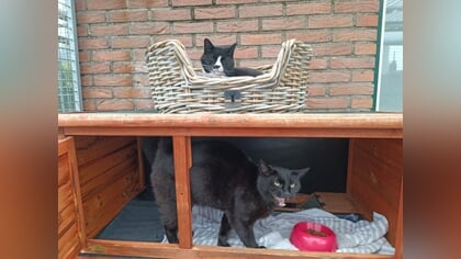 Dier van de week: Lizzy en Blacky
