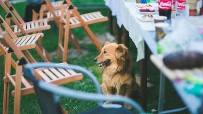 Het spreekuur van dierenarts Marjolein (46): Gezellige BBQ