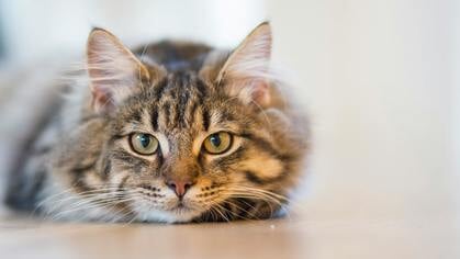Column 51: Het spreekuur van dierenarts Marjolein: Heel veel honger!