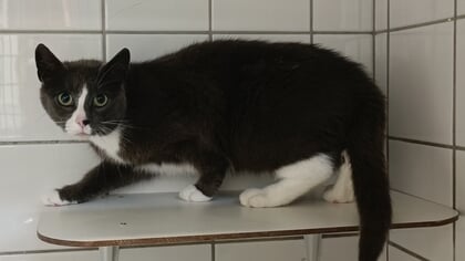  Dier van de week: Gijsje