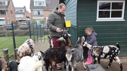 Vrijwilliger Dierenweide in Woubrugge: poepjes vegen en dieren voeren