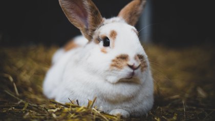 Het spreekuur van dierenarts Marjolein: Olifantentanden!