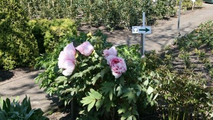 Groene Arabesk dwingt Opmeer tot optreden tegen pioenrozen