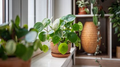Minder daglicht in huis? Zó blijven je kamerplanten prachtig groen