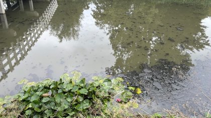 Reconstructie: massale vissterfte door leidingbreuk in regio Waterland