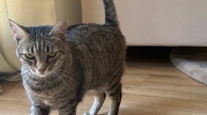 Verhuisdier van de week: poes Baileys
