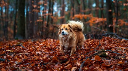 Het spreekuur van dierenarts Marjolein: Help, mijn hond heeft een kastanje op!