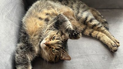 Verhuisdier van de week : poes Chloe
