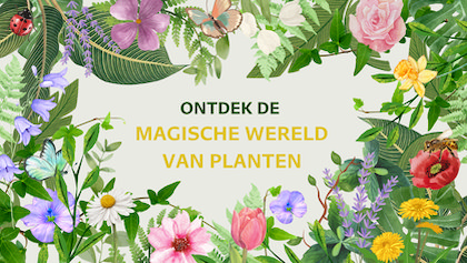 Déze bloeier fleurt zelfs het donkerste hoekje van de tuin op