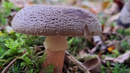 Paddenstoelen, heksensoep en herfstkleuren: ontdek de Bergense duinen