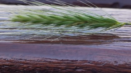  Dit zijn de mooiste foto’s van week 41
