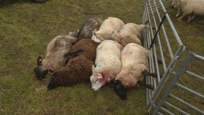 Tientallen schapen aangevallen in Nieuwehorne