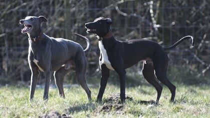Meierijstad wil meer voorzieningen voor honden