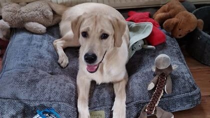 Boskantse pup Max verovert TikTok