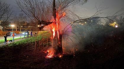 Boom verwoest door brand