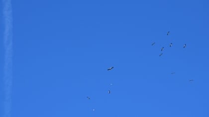 Ooievaren boven Rooi