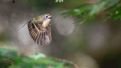 Natuurfoto’s vallen in de prijzen bij expositie