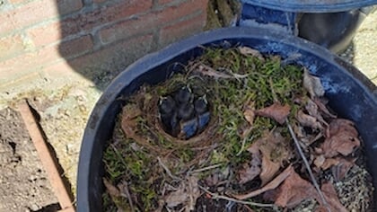 Natuur verrast in Rooise tuin met broedend nestje
