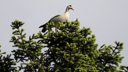 Zie ik daar een gans in de boom?