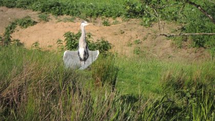 Aan de oevers van de Dommel