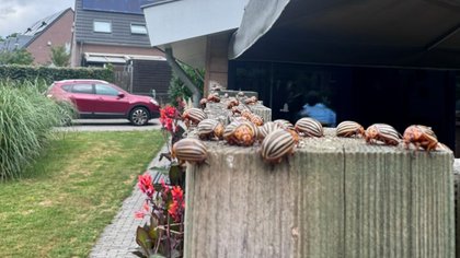 Coloradokeverplaag in Nijnsel: opvallend veel kevers bij woningen