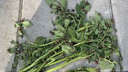 Slimme tip tegen Coloradokevers: lok ze met aardappelloof