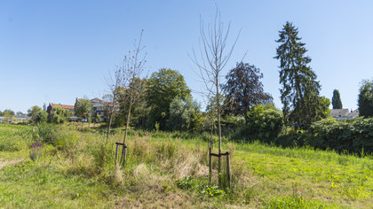 Droogte eist tol onder jonge bomen langs de Dommel