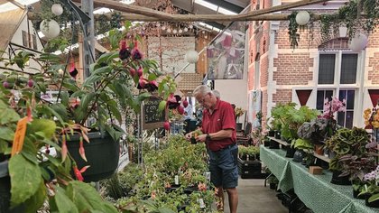 De fuchsia geeft de dag kleur